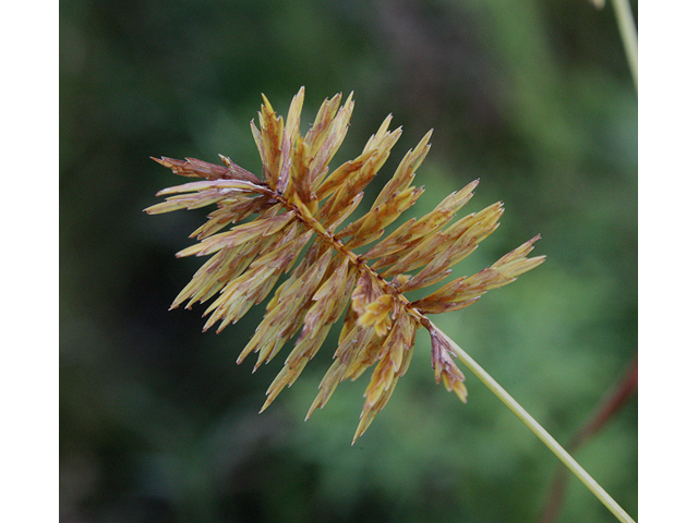 Cyperus strigosus (Straw-colored flatsedge) #43553