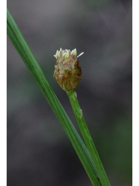 Eleocharis engelmannii (Engelmann's spikerush ) #43566