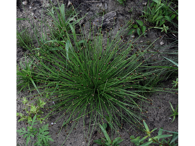 Eleocharis engelmannii (Engelmann's spikerush ) #43567