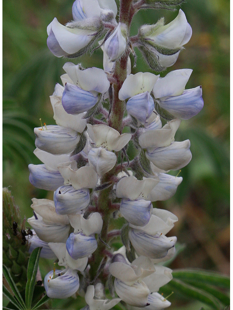 Lupinus argenteus (Silvery lupine) #43662