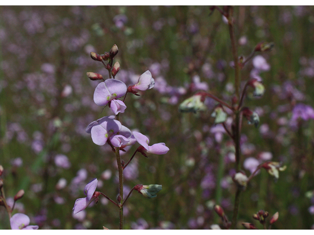 Desmodium ciliare (Hairy small-leaf ticktrefoil ) #43555