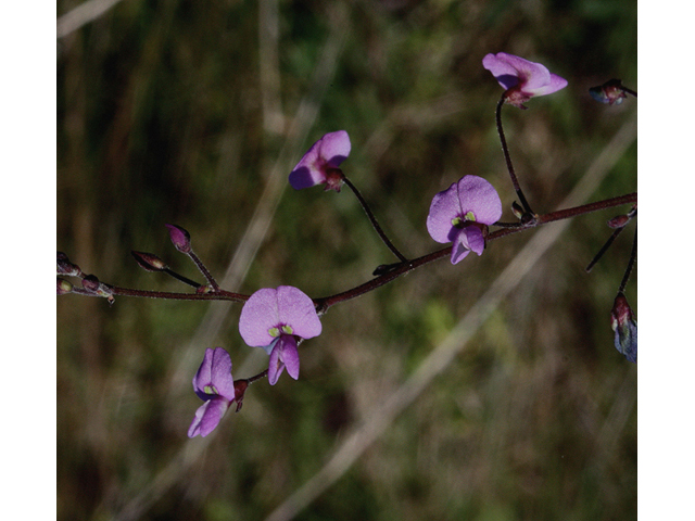 Desmodium marilandicum (Smooth small-leaf ticktrefoil ) #43558