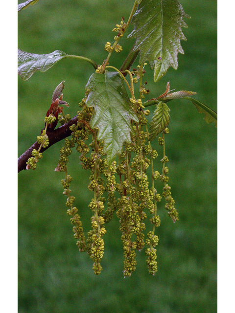 Quercus montana (Chestnut oak) #43737