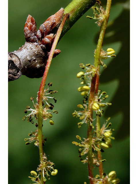 Quercus montana (Chestnut oak) #43738