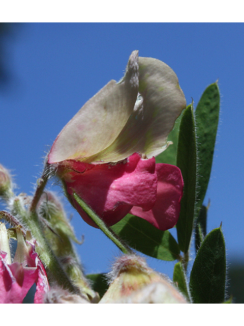 Tephrosia virginiana (Goat's rue) #43782