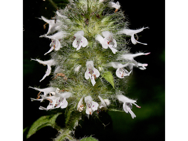 Blephilia hirsuta (Hairy woodmint) #43499