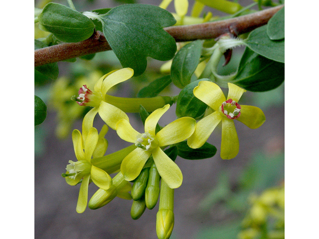 Ribes aureum var. villosum (Clove currant) #43745