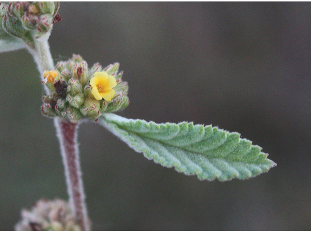 Waltheria indica (Sleepy morning) #43798