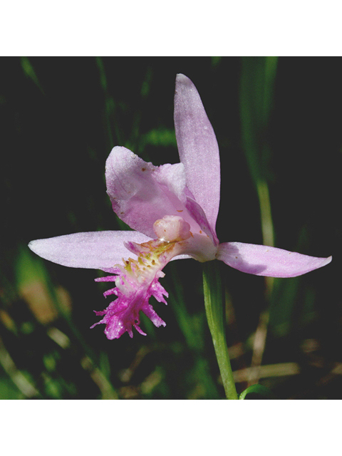 Pogonia ophioglossoides (Rose pogonia) #43729