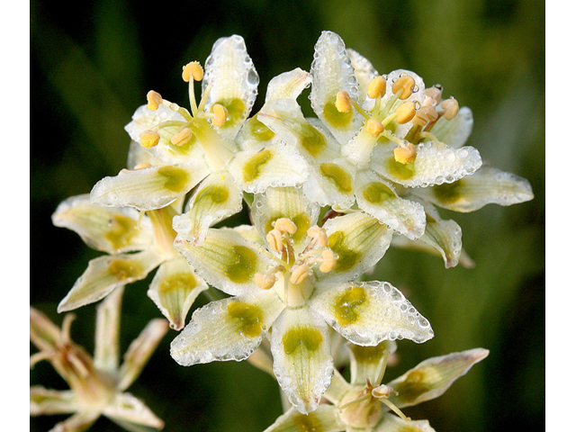 Zigadenus elegans ssp. elegans (Mountain deathcamas) #43800