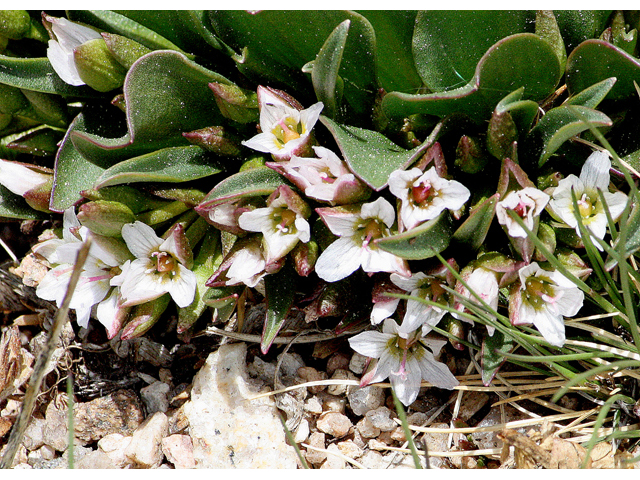 Claytonia megarhiza (Alpine springbeauty) #43536