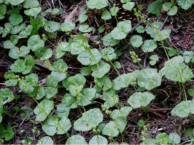 Listera cordata (Heartleaf twayblade) #43649