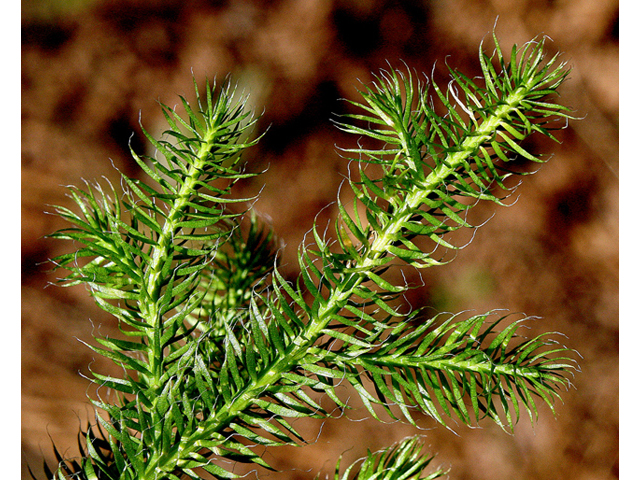 Lycopodium clavatum (Running clubmoss) #43675