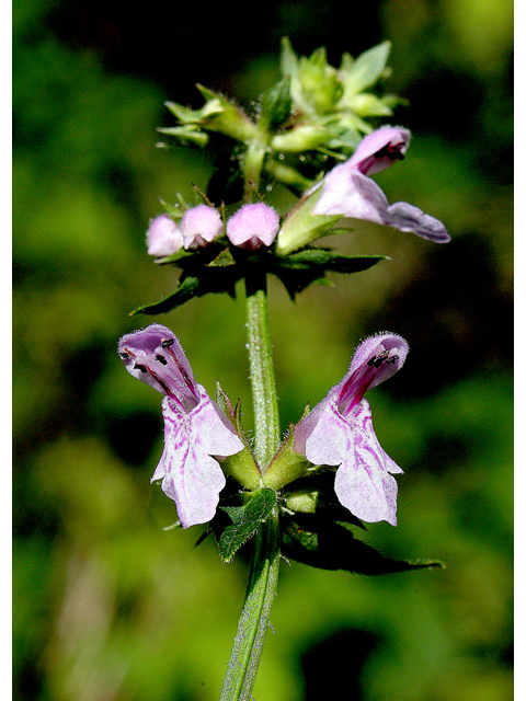 Stachys tenuifolia (Smooth hedgenettle) #43772