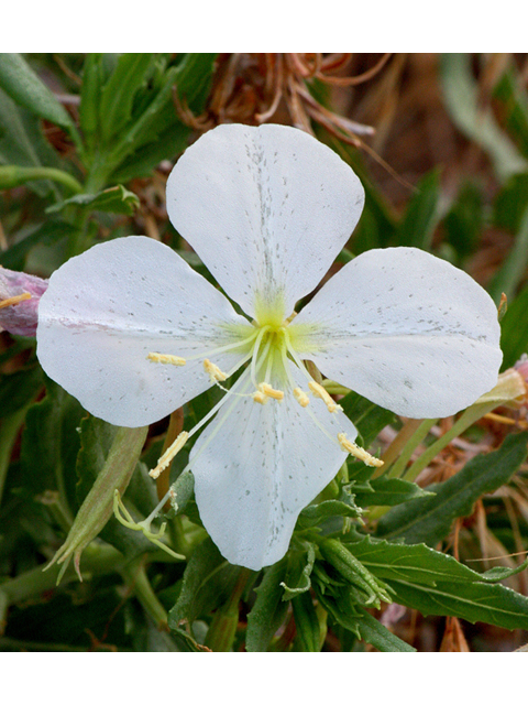 Oenothera albicaulis (Whitest evening-primrose) #43695