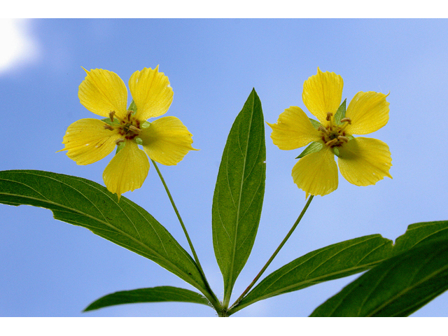 Lysimachia lanceolata (Lanceleaf loosestrife) #43676