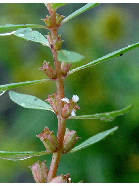 Rotala ramosior (Lowland rotala) #43751