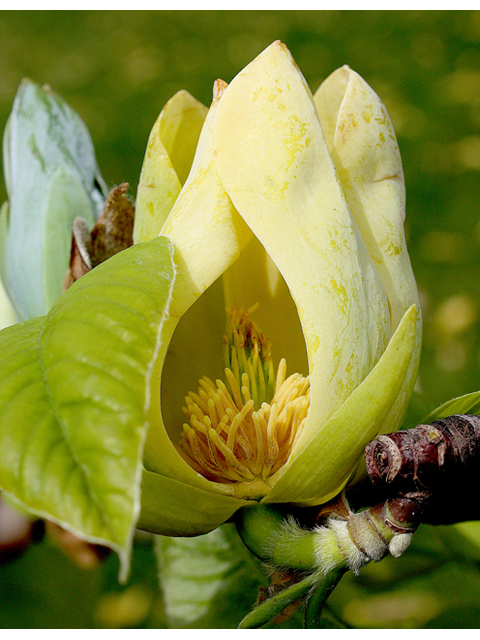 Magnolia acuminata (Cucumbertree) #43679