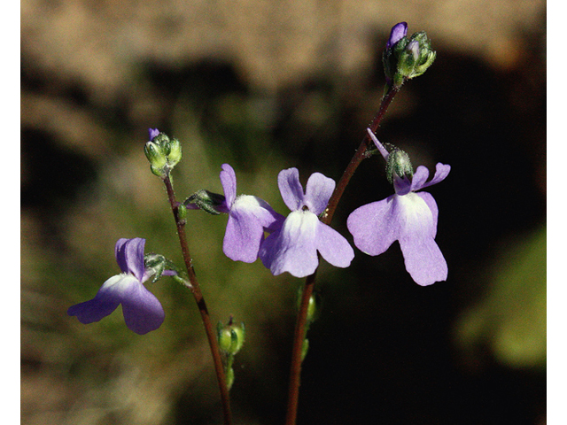 Nuttallanthus canadensis (Canada toadflax) #43903