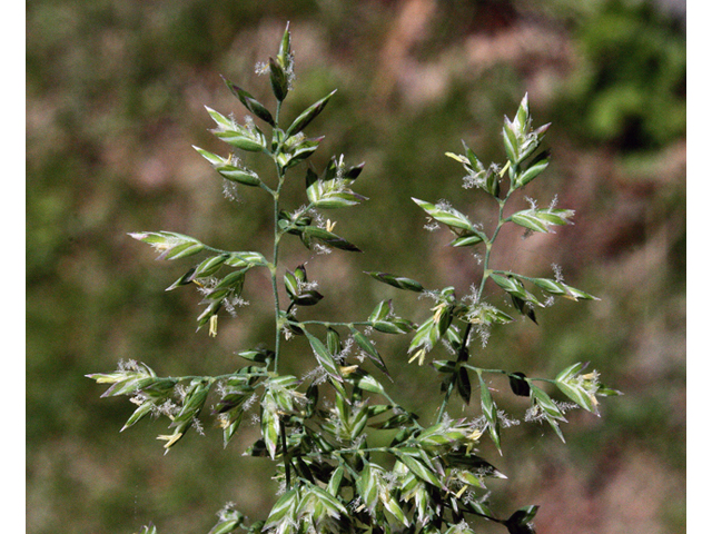 Poa pratensis (Kentucky bluegrass) #43904