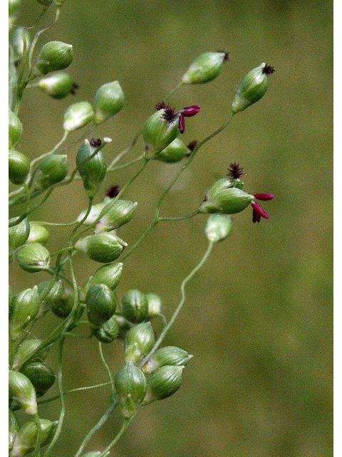 Dichanthelium dichotomum (Cypress panicgrass) #43906