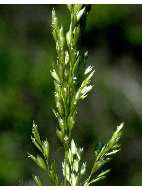 Sphenopholis intermedia (Slender wedgescale) #43911