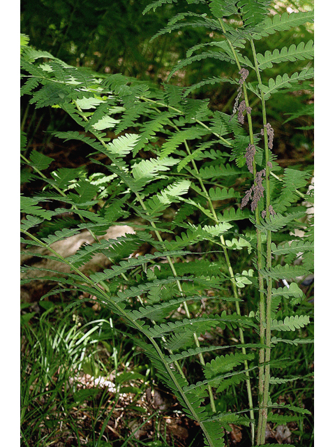 Osmunda claytoniana (Interrupted fern) #43921