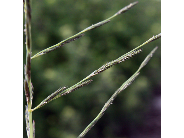 Leptochloa fusca (Malabar sprangletop ) #43928