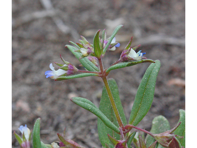 Collinsia parviflora (Maiden blue eyed mary) #43932