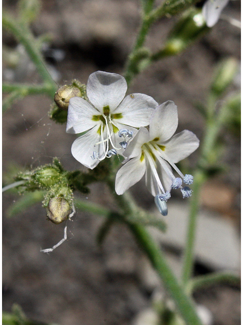 Aliciella pinnatifida (Sticky gilia) #43934