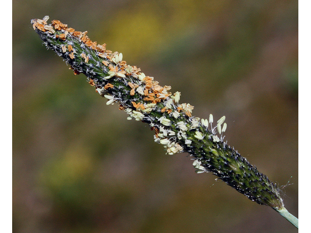 Alopecurus aequalis (Shortawn foxtail) #43940