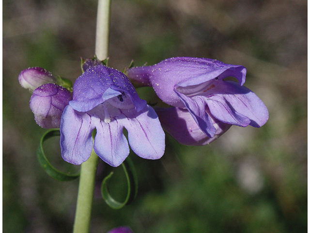 Penstemon strictus (Rocky mountain penstemon) #43943