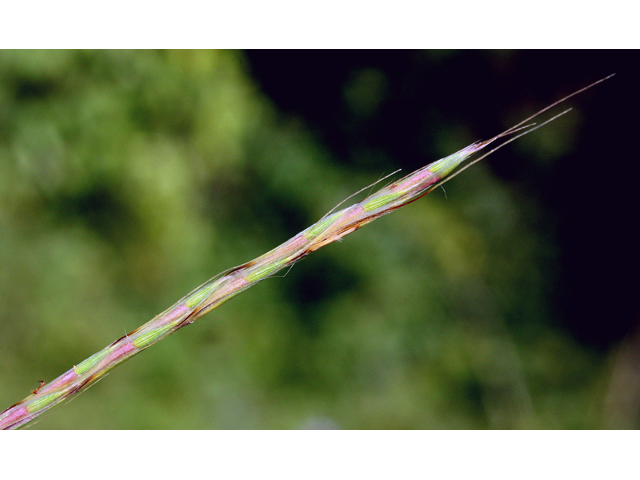 Aristida purpurascens (Arrowfeather threeawn) #43967