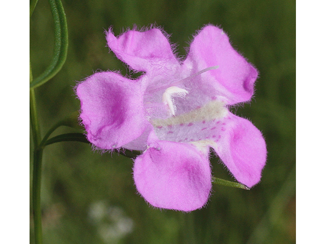 Agalinis skinneriana (Skinner's false foxglove) #43968