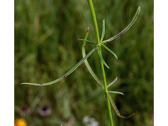 Agalinis skinneriana (Skinner's false foxglove) #43969