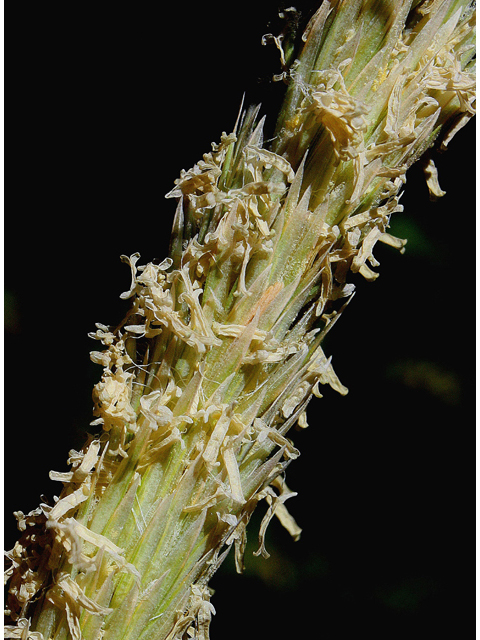 Leymus mollis (American dunegrass) #43979