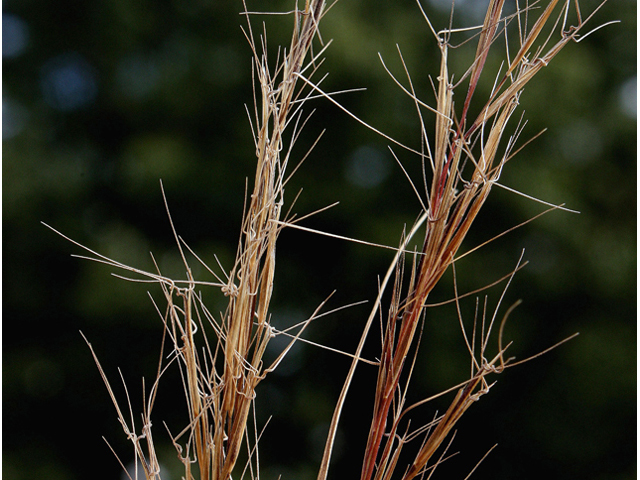 Aristida basiramea (Forked threeawn) #43989