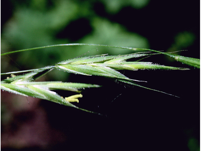 Bromus ciliatus (Fringed brome) #43998