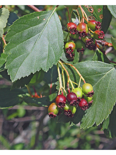 Crataegus douglasii (Black hawthorn) #44604