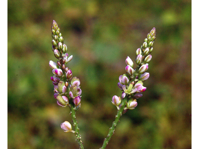 Polygala verticillata (Whorled milkwort) #44625