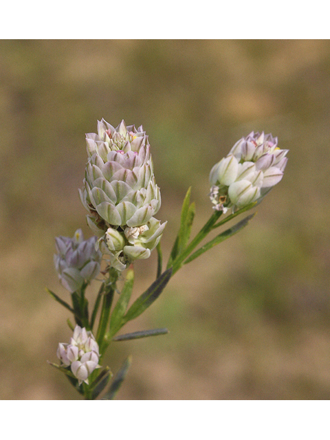 Polygala sanguinea (Purple milkwort) #44630