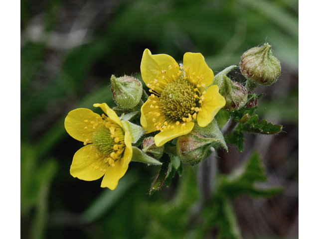 Geum macrophyllum (Largeleaf avens) #44637