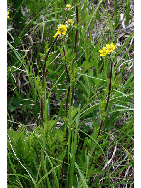 Geum macrophyllum (Largeleaf avens) #44638