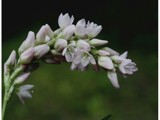 Polygonum pensylvanicum (Pennsylvania smartweed) #44639