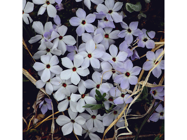 Phlox pulvinata (Cushion phlox) #44644