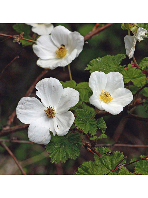 Rubus deliciosus (Delicious raspberry) #44648