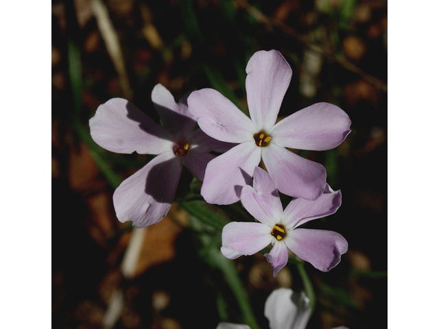 Phlox longifolia (Longleaf phlox) #44655