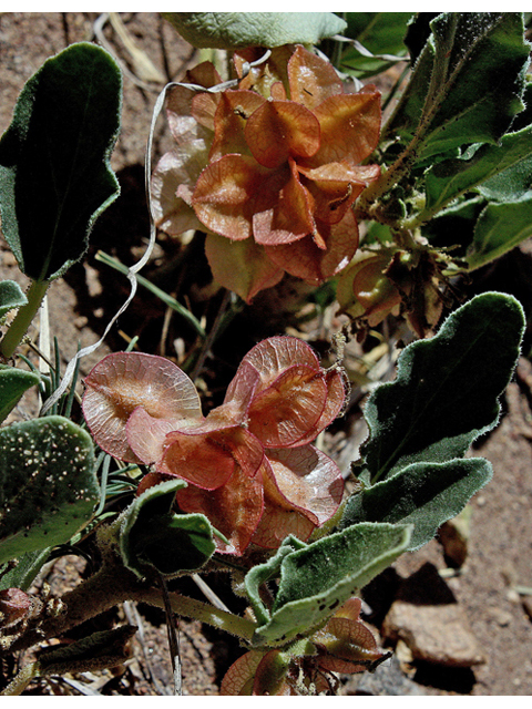 Rumex venosus (Veiny dock) #44662