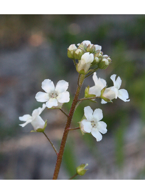 Samolus ebracteatus (Limewater brookweed) #45513