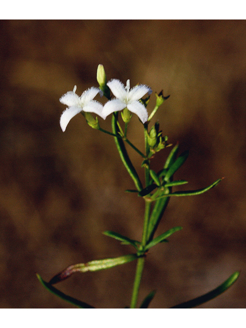 Stenaria nigricans (Bluets) #45515